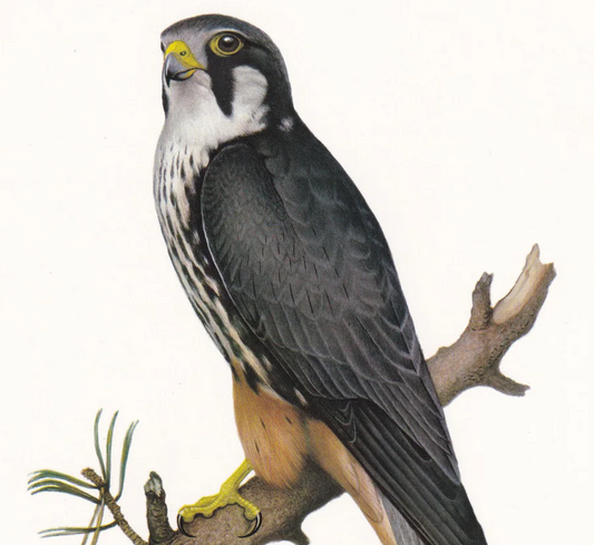 1960 HOBBY FALCON Bird Print - Vintage Bird Print - Bird of Prey - Bird Illustration - Bird Wall Art - Bird Decor - 7.5 x 10.6 Inches