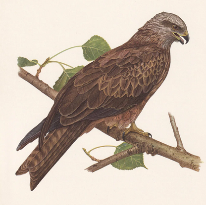 1960 BLACK KITE Bird Print - Vintage Bird Print - Bird Illustration - Bird Wall Art - Bird Decor - 7.5 x 10.6 Inches