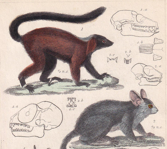 1834 LEMUR, TARSIER, SLOTH & Galago Print - Hand-Coloured Antique Print - Cuvier - Animal Wall Art - Gift Decor - Monkey - 5.3 x 8.2 Inches