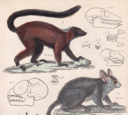 1834 LEMUR, TARSIER, SLOTH & Galago Print - Hand-Coloured Antique Print - Cuvier - Animal Wall Art - Gift Decor - Monkey - 5.3 x 8.2 Inches