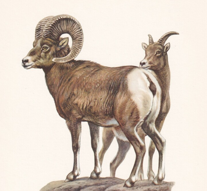 1960 BIGHORN SHEEP Print - Vintage Animal Wall Art - 7.5 x 10.6 Inches