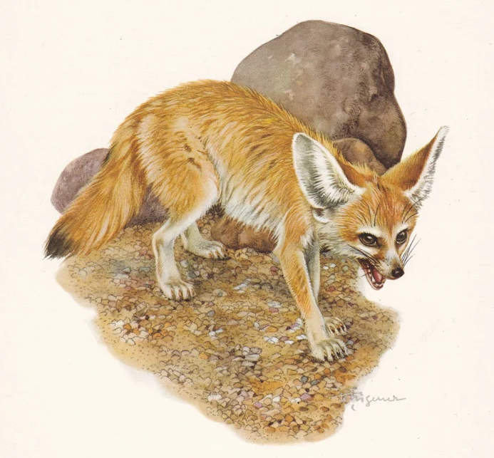 1960 FENNEC FOX Print - Vintage Animal Wall Art - 7.5 x 10.6 Inches