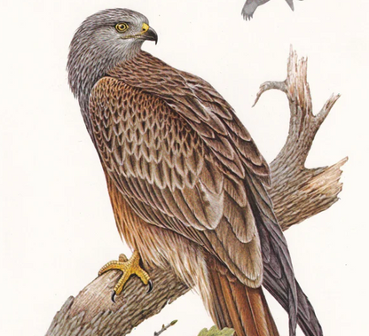 1960 RED KITE Bird Print - Vintage Bird Print - Bird of Prey - Bird Illustration - Bird Wall Art - Bird Decor - 7.5 x 10.6 Inches