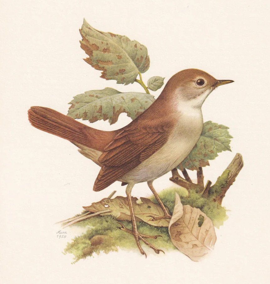1960 COMMON NIGHTINGALE Bird Print - Vintage Bird Print - Bird Illustration - Bird Wall Art - Bird Decor - 7.5 x 10.6 Inches