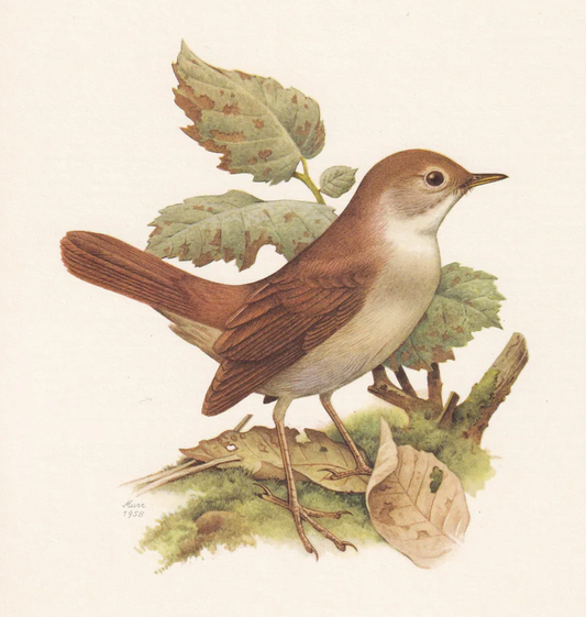 1960 COMMON NIGHTINGALE Bird Print - Vintage Bird Print - Bird Illustration - Bird Wall Art - Bird Decor - 7.5 x 10.6 Inches
