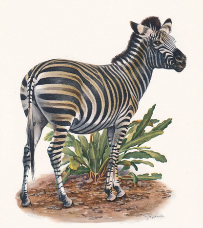 1960 CHAPMAN'S ZEBRA Print - Vintage Animal Wall Art - 7.5 x 10.6 Inches
