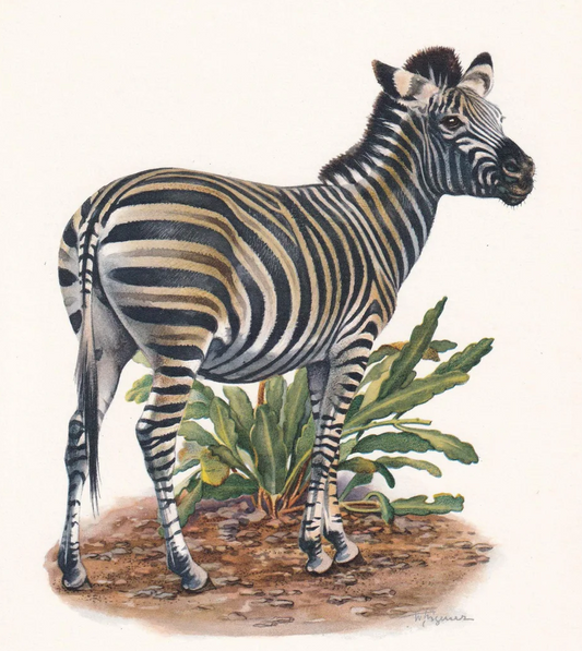 1960 CHAPMAN'S ZEBRA Print - Vintage Animal Wall Art - 7.5 x 10.6 Inches