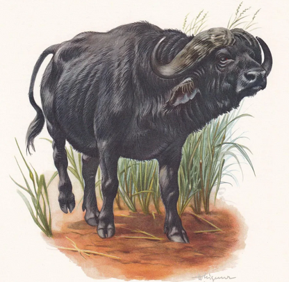 1960 CAPE BUFFALO Print - Vintage Animal Wall Art - 7.5 x 10.6 Inches