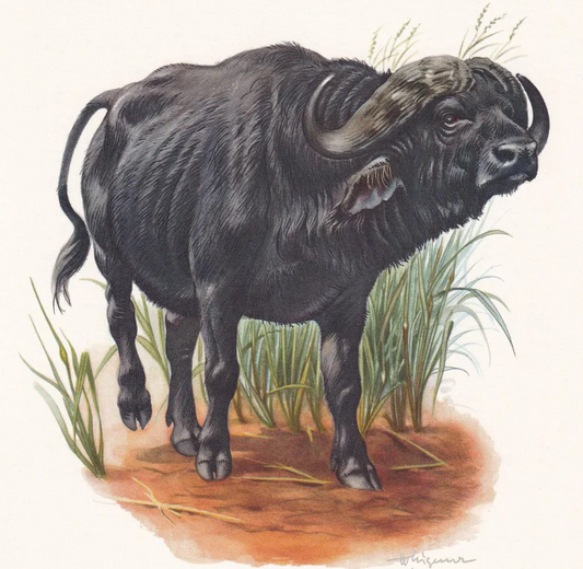 1960 CAPE BUFFALO Print - Vintage Animal Wall Art - 7.5 x 10.6 Inches