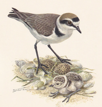 1960 KENTISH PLOVER Bird Print - Vintage Bird Print - Bird Illustration - Bird Wall Art - Bird Decor - 7.5 x 10.6 Inches