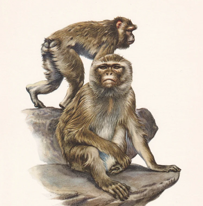 1960 BARBARY MACAQUE Print - Vintage Animal Wall Art - Apes & Monkeys Print - 7.5 x 10.6 Inches