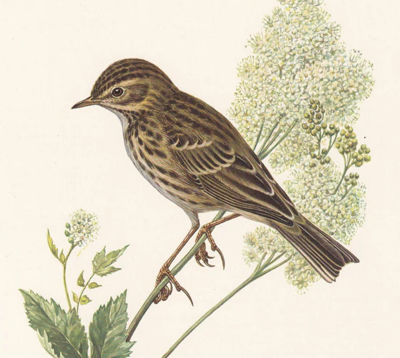 1960 MEADOW PIPIT Bird Print - Vintage Bird Print - Bird Illustration - Bird Wall Art - Bird Decor - 7.5 x 10.6 Inches