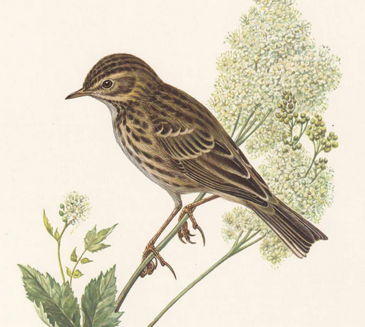 1960 MEADOW PIPIT Bird Print - Vintage Bird Print - Bird Illustration - Bird Wall Art - Bird Decor - 7.5 x 10.6 Inches