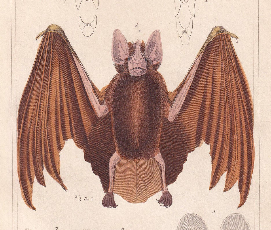 1834 FALSE VAMPIRE BAT Print - Hand-Coloured Antique Print - Cuvier - Bat Wall Art - Animal Gift Decor - 5.3 x 8.2 Inches