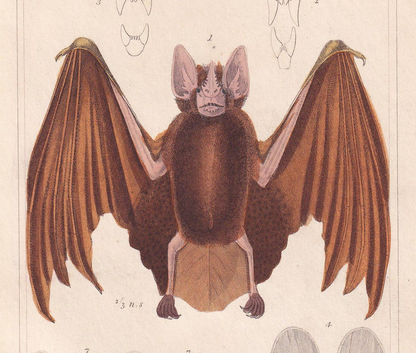 1834 FALSE VAMPIRE BAT Print - Hand-Coloured Antique Print - Cuvier - Bat Wall Art - Animal Gift Decor - 5.3 x 8.2 Inches