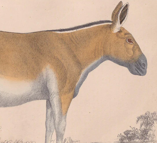 1850 WILD ASS DONKEY Print - Original Antique Hand-Coloured Engraving - Ass Wall Art - Donkey Decor - Donkey Art - 10 x 6.4 Inches
