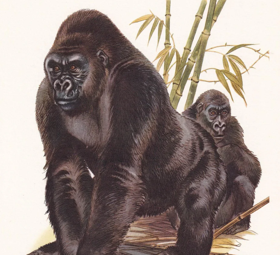 1960 WESTERN GORILLA Print - Vintage Animal Wall Art - Apes & Monkeys Print - 7.5 x 10.6 Inches