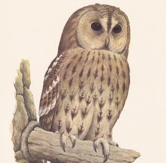 1960 TAWNY OWL Bird Print - Vintage Bird Print - Bird Illustration - Bird Wall Art - Bird Decor - 7.5 x 10.6 Inches