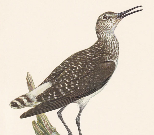 1960 GREEN SANDPIPER Bird Print - Vintage Bird Print - Bird Illustration - Bird Wall Art - Bird Decor - 7.5 x 10.6 Inches