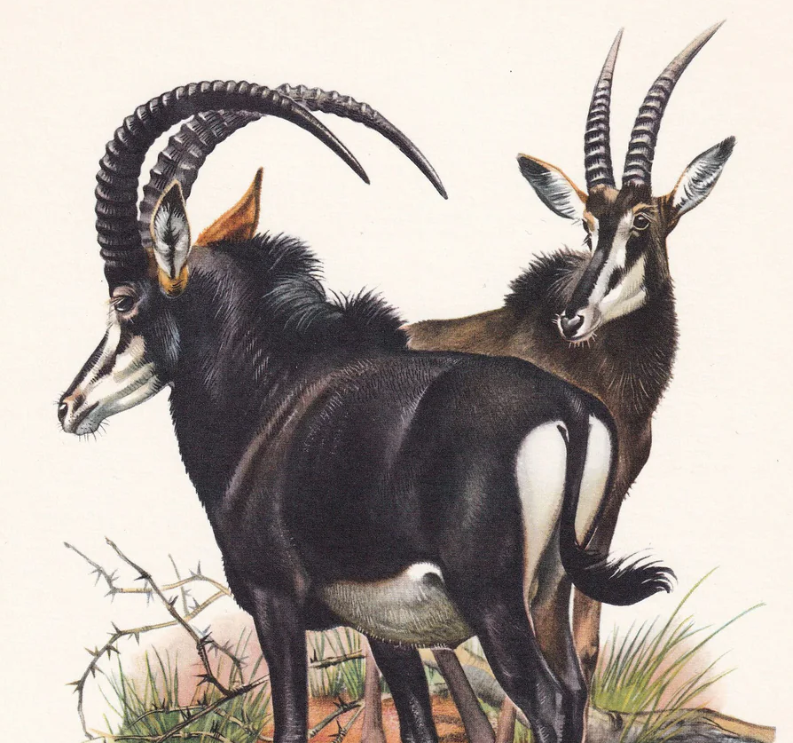 1960 SABLE ANTELOPE Print - Vintage Animal Wall Art - 7.5 x 10.6 Inches
