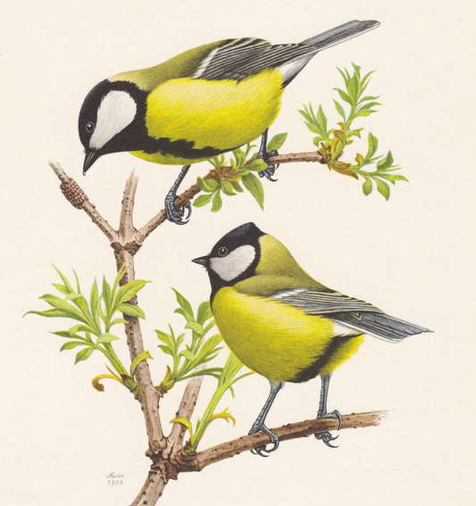 1960 GREAT TIT Bird Print - Vintage Bird Print - Bird Illustration - Bird Wall Art - Bird Decor - 7.5 x 10.6 Inches