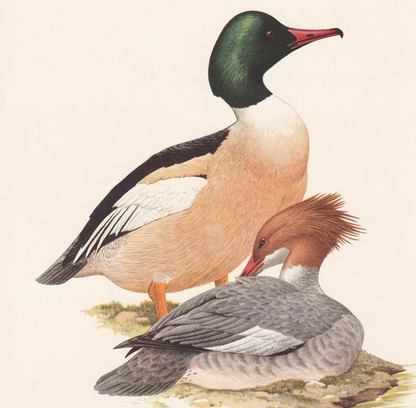 1960 COMMON MERGANSER DUCK Bird Print - Vintage Bird Print - Bird Illustration - Bird Wall Art - Bird Decor - 7.5 x 10.6 Inches
