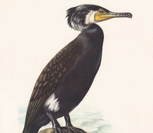 1960 GREAT CORMORANT Bird Print - Vintage Bird Print - Bird Illustration - Bird Wall Art - Bird Decor - 7.5 x 10.6 Inches