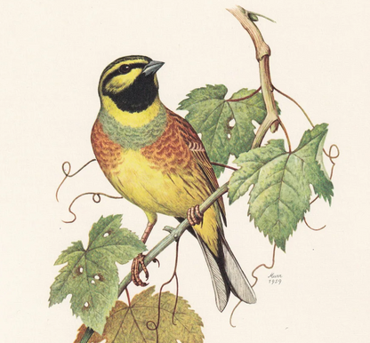 1960 CIRL BUNTING Print - Vintage Bird Print - Bird Illustration - Bird Wall Art - Bird Decor - 7.5 x 10.6 Inches