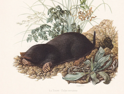 1960 EUROPEAN MOLE Print - Vintage Animal Wall Art - 7.5 x 10.6 Inches