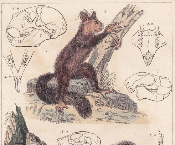 1834 AYE-AYE & SQUIRREL Print - Hand-Coloured Antique Print - Cuvier - Animal Wall Art - Monkey Ape - Gift Decor - 5.3 x 8.2 Inches