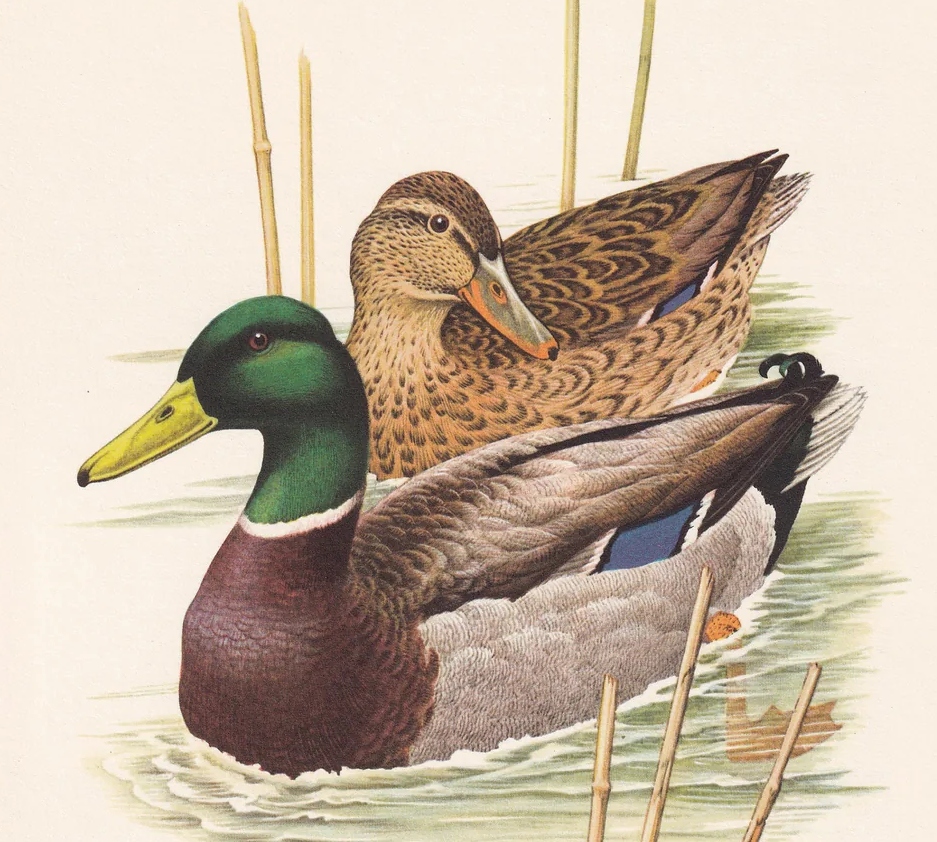 1960 MALLARD DUCK Bird Print - Vintage Bird Print - Bird Illustration - Bird Wall Art - Bird Decor - 7.5 x 10.6 Inches