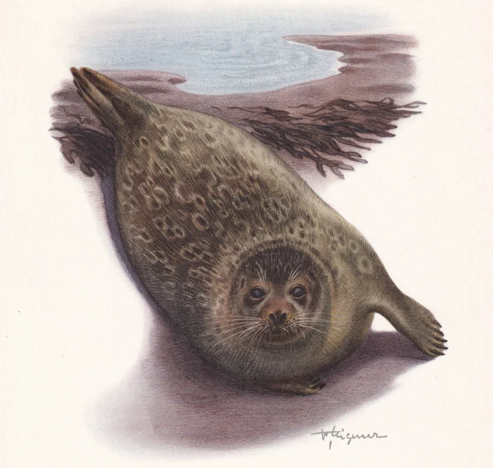1960 RINGED SEAL Print - Vintage Animal Wall Art - 7.5 x 10.6 Inches