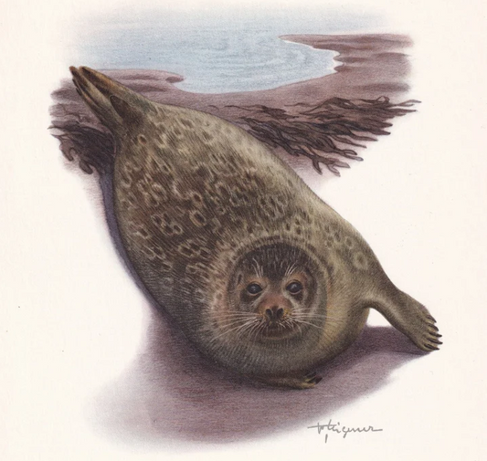 1960 RINGED SEAL Print - Vintage Animal Wall Art - 7.5 x 10.6 Inches