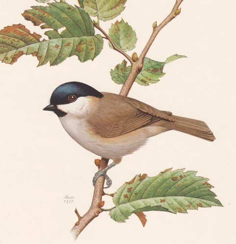 1960 MARSH TIT Bird Print - Vintage Bird Print - Bird Illustration - Bird Wall Art - Bird Decor - 7.5 x 10.6 Inches