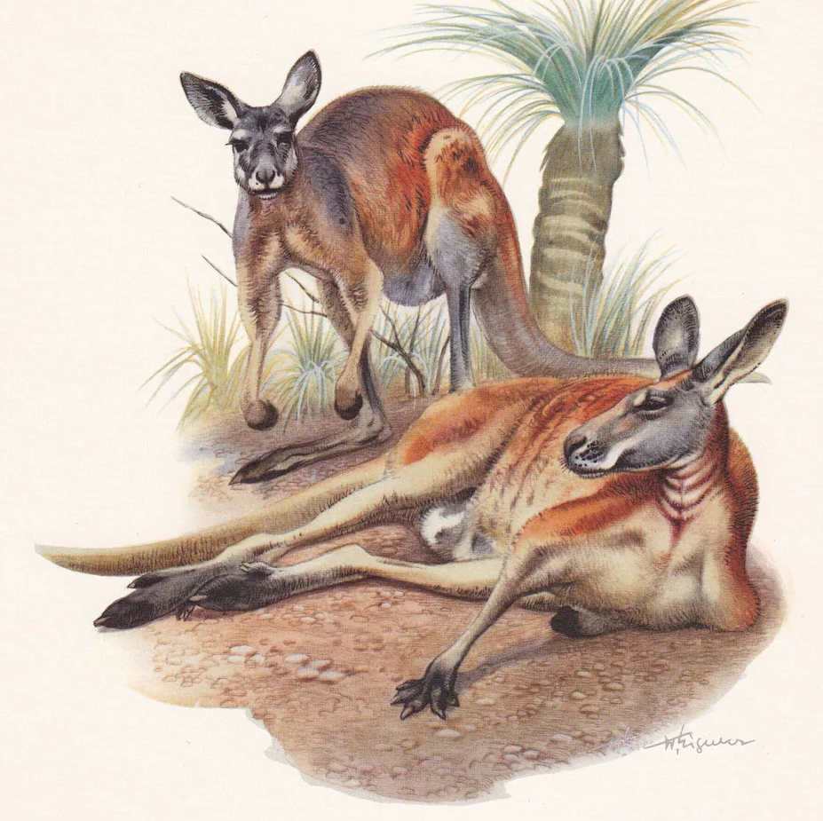 1960 RED KANGAROO Print - Vintage Animal Wall Art - Vintage Marsupial Print - 7.5 x 10.6 Inches