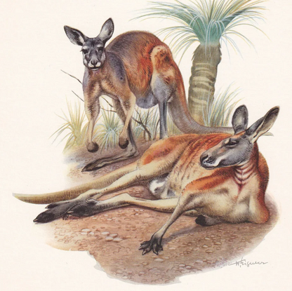 1960 RED KANGAROO Print - Vintage Animal Wall Art - Vintage Marsupial Print - 7.5 x 10.6 Inches