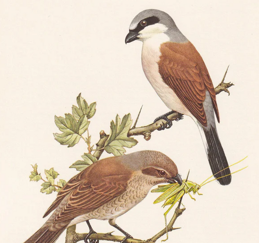1960 RED-BACKED SHRIKE Bird Print - Vintage Bird Print - Bird Illustration - Bird Wall Art - Bird Decor - 7.5 x 10.6 Inches