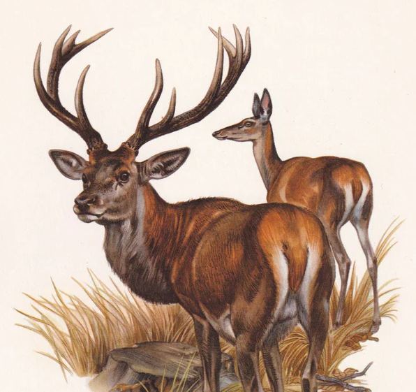 1960 RED DEER Print - Vintage Animal Wall Art - 7.5 x 10.6 Inches