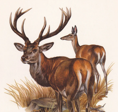 1960 RED DEER Print - Vintage Animal Wall Art - 7.5 x 10.6 Inches