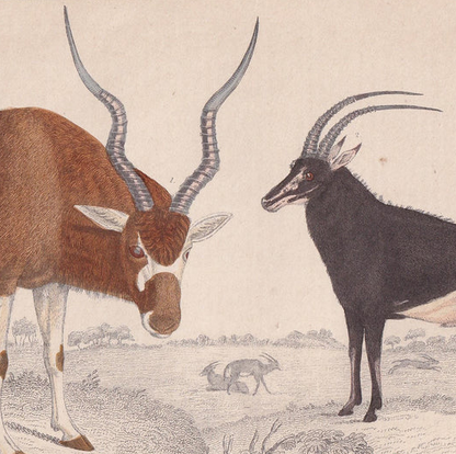 1850 ADDAX & SABLE ANTELOPE Print - Original Antique Hand-Coloured Engraving - Pig Wall Art - Pig Decor - Wild Boar Art - 10 x 6.4 Inches
