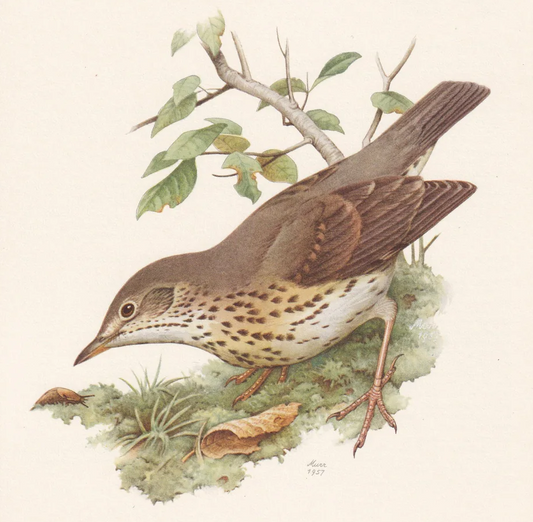 1960 SONG THRUSH Bird Print - Vintage Bird Print - Bird Illustration - Bird Wall Art - Bird Decor - 7.5 x 10.6 Inches