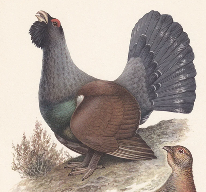 1960 WESTERN CAPERCAILLIE Bird Print - Vintage Bird Print - Bird Illustration - Bird Wall Art - Bird Decor - 7.5 x 10.6 Inches
