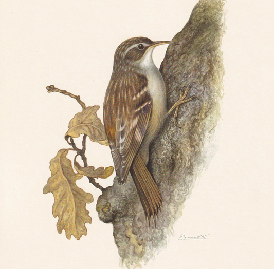 1960 SHORT-TOED TREECREEPER Bird Print - Vintage Bird Print - Bird Illustration - Bird Wall Art - Bird Decor - 7.5 x 10.6 Inches