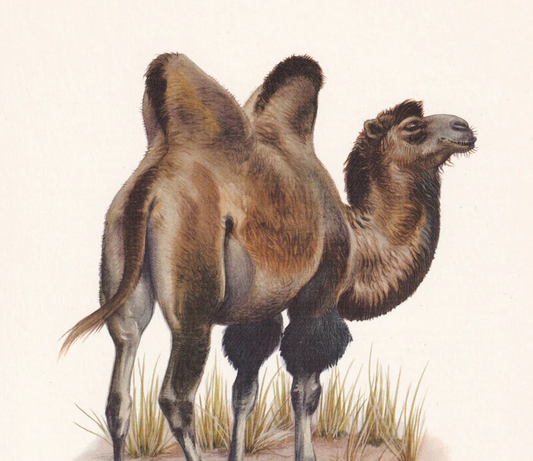 1960 BACTRIAN CAMEL Print - Vintage Animal Wall Art - 7.5 x 10.6 Inches