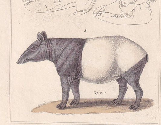 1834 HIPPO & TAPIR Print - Hand-Coloured Antique Print - Cuvier - Animal Wall Art - Animal Gift Decor - 5.3 x 8.2 Inches
