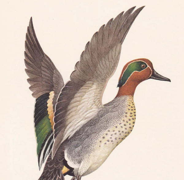 1960  TEAL DUCK Bird Print - Vintage Bird Print - Bird Illustration - Bird Wall Art - Bird Decor - 7.5 x 10.6 Inches