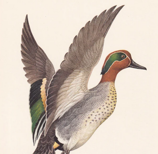1960  TEAL DUCK Bird Print - Vintage Bird Print - Bird Illustration - Bird Wall Art - Bird Decor - 7.5 x 10.6 Inches