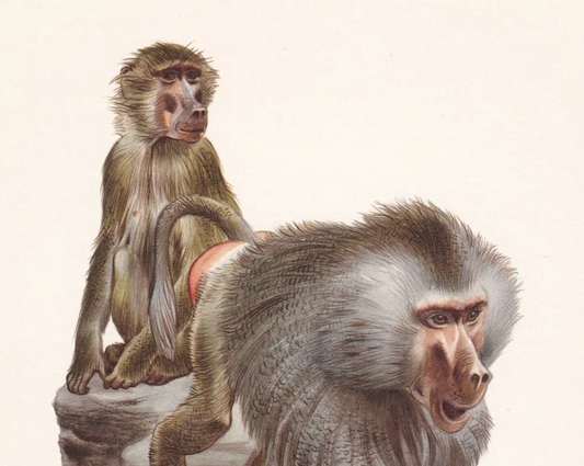 1960 HAMADRYAS BABOON Print - Vintage Animal Wall Art - Apes & Monkeys Print - 7.5 x 10.6 Inches
