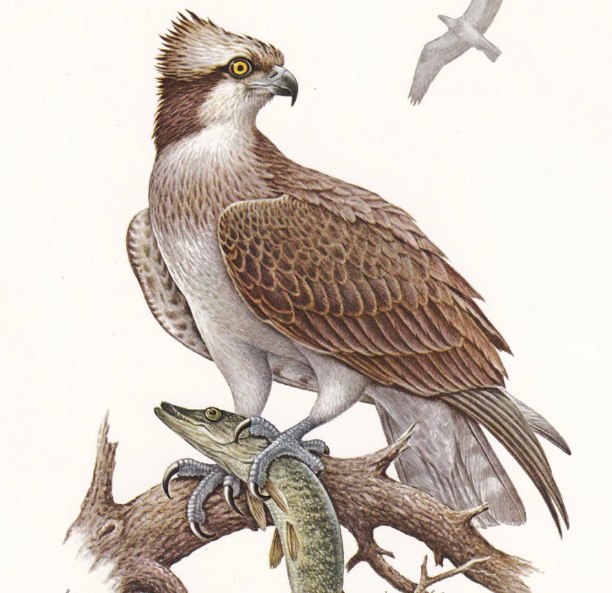 1960 OSPREY HAWK Bird Print - Vintage Bird Print - Bird Illustration - Bird Wall Art - Bird Decor - 7.5 x 10.6 Inches