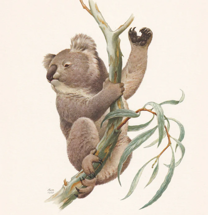 1960 KOALA Print - Vintage Animal Wall Art - Vintage Marsupial Print - 7.5 x 10.6 Inches